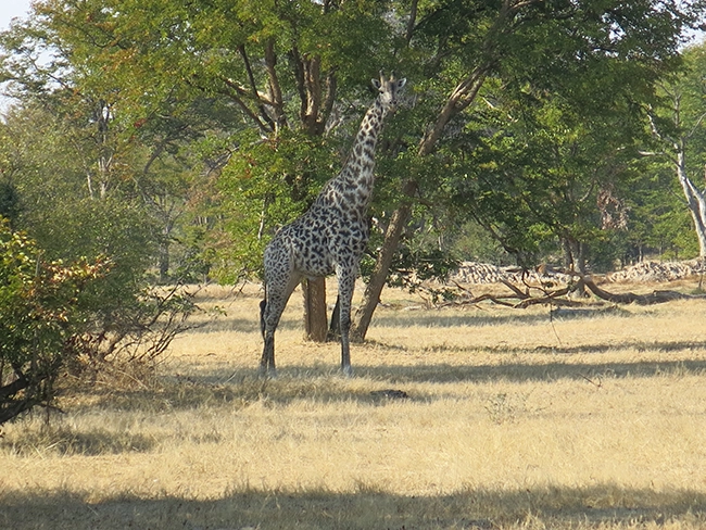 In der Wildnis von Sambia